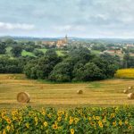 Field of sunflowers in Gascony