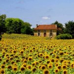 Field of blooming sunflowers in the Gers