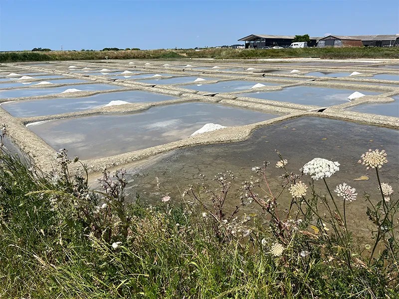 Salt drying in the sun at Guerande