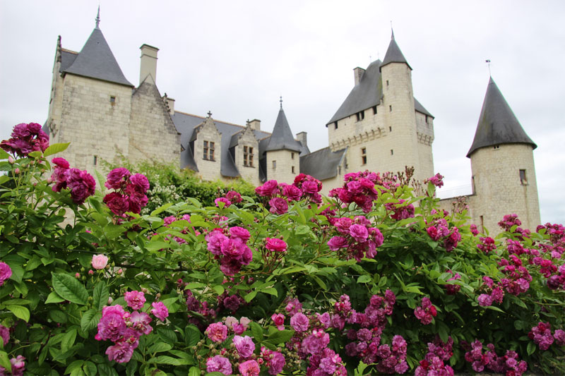 Des roses poussant en abondance au pied du Château du Rivau, Loire