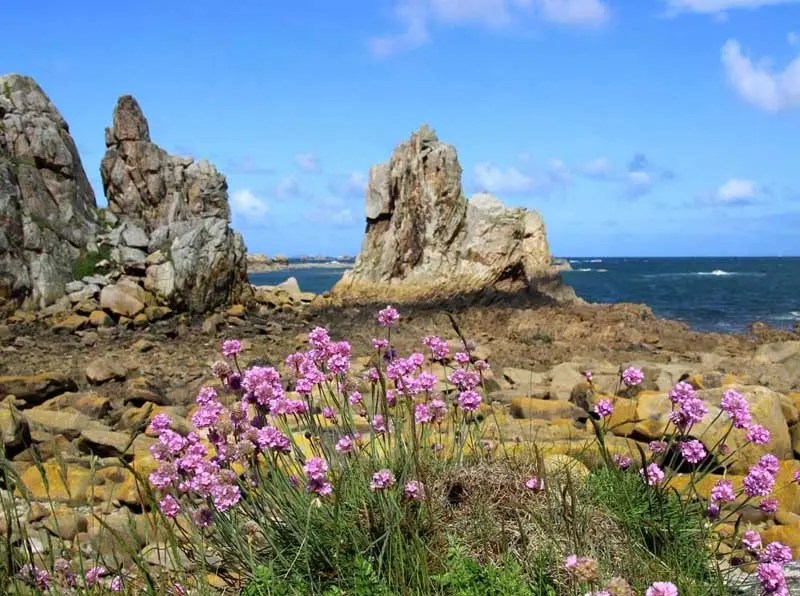 Fleurs sauvages poussant parmi les rochers et les rochers sur la côte de granit rose de Bretagne