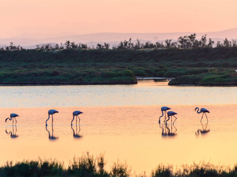 Flamants roses pataugeant dans une rivière de Camargue au crépuscule