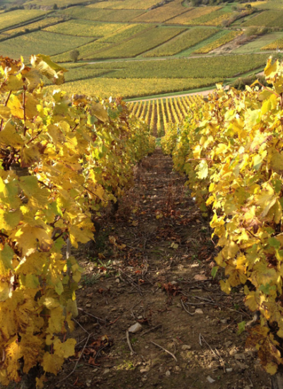 chardonnay-bourgogne