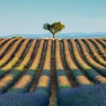 Lavender field in bloom in Provence, a photographer