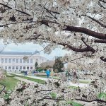 Cherry blossom at the Jardin des Plantes, Paris