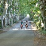 Cycling along a road shaded by plane trees in Provence