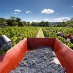 Grape pickers in a vineyard in Languedoc
