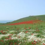 Poppies and daisies in spring in the