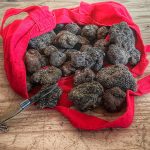 Bag full of black truffles - one of the winter flavours of Provence