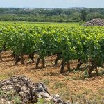 Rows of lush green vines with a stone hut in the middle, Burgundy