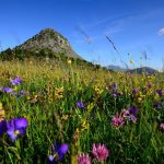 Beautiful meadow full of colourful flowers in Ardeche