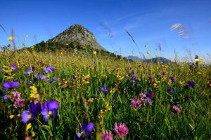 Beautiful meadow full of colourful flowers in Ardeche