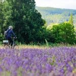 Gravel bike ride through the lavender fields of Vaucluse