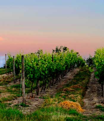 Vignoble au crépuscule, feuilles de vigne vibrantes et saines contre un ciel rose