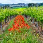 Visite viticole d'une journée dans le Gers, Gascogne