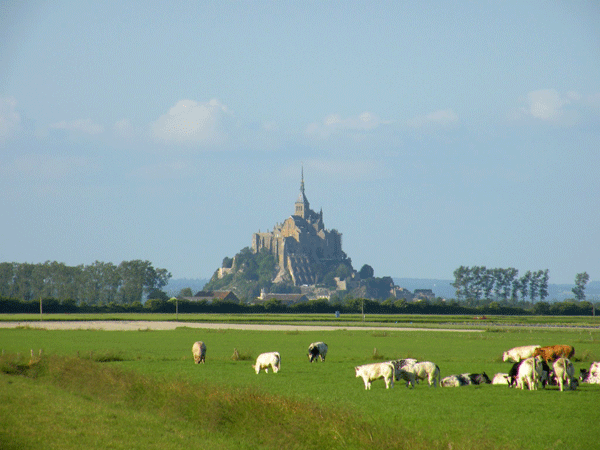 Mont-Saint-Michel-avec-des-vaches