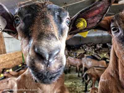 chèvres de chavignol