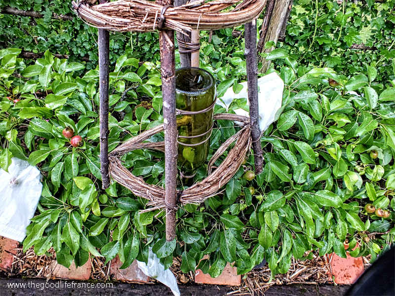 poirier du prieuré d'orsan