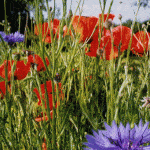 Visites des champs de bataille en Champagne-Ardenne