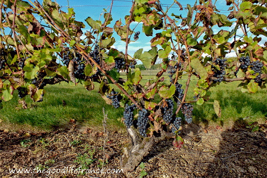 Le Pinot Noir en pleine croissance au Champagne Bauser rose des riceys pinot noir