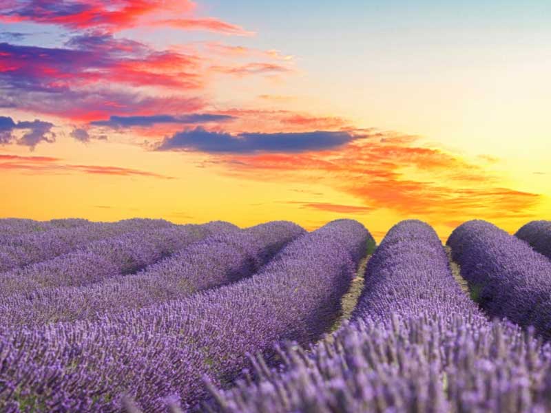 Tour de la lavande en Provence – tout simplement magique Champs de lavande en Provence juste avant le crépuscule avec le ciel illuminé de rose, de rouge et d'or