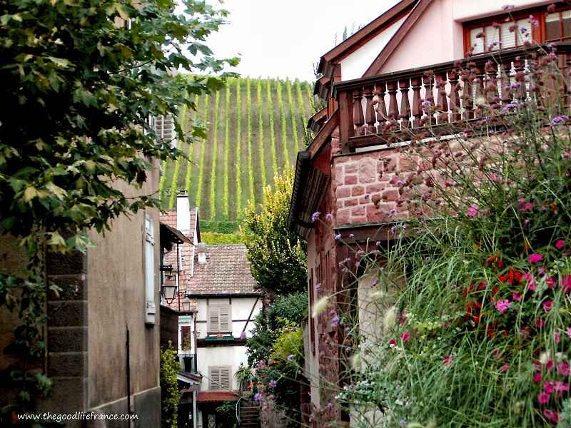 Le vignoble d'Alsace vu depuis une route secondaire de Riquewihr vignobles de Riquewihr