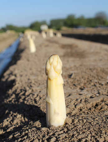 asperges poussant dans le sol