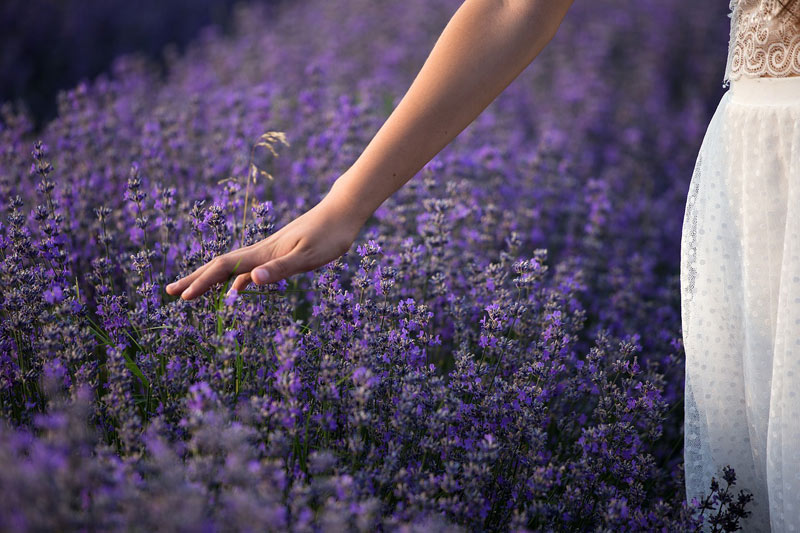 Une femme marche dans un champ de lavande, effleurant les fleurs en pleine floraison avec sa main tendue
