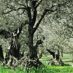 Des vacances gastronomiques fabuleuses en France