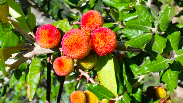 garrigue-languedoc-roussillon