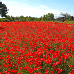 Découvrez les champs de coquelicots de Provence, dignes d'une carte postale
