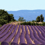 lavender-provence-sault