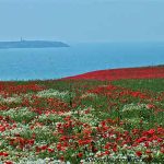 opal coast poppies