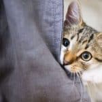 Animaux de compagnie : pourquoi les chats grattent les meubles - et ce qui aide à y remédier