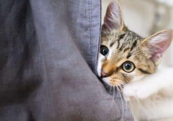 Animaux de compagnie : pourquoi les chats grattent les meubles – et ce qui aide à y remédier