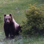 Après une attaque contre des touristes : l'abattage d'un ours ordonné dans le nord de l'Italie