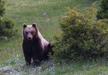 Après une attaque contre des touristes : l&rsquo;abattage d&rsquo;un ours ordonné dans le nord de l&rsquo;Italie