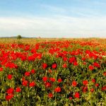 poppies languedoc