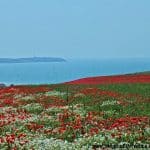 opal coast poppies