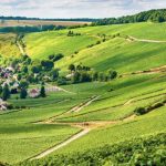 Champagne Vineyards in Picardy