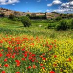 Poppies in a field at the bottom of a village in Provence