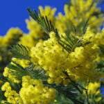 Les fêtes magiques du mimosa dans le sud de la France