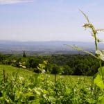 Les vins et le terroir de l'Aude, sud-ouest de la France