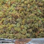 winemaking in france