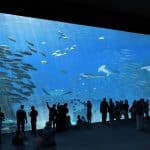 NAUSICAA Boulogne-sur-mer | L'un des plus grands aquariums du monde