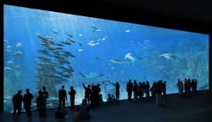 NAUSICAA Boulogne-sur-mer | L'un des plus grands aquariums du monde