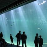 One of the biggest fish tanks in the world at Nausicaa, Boulogne-sur-Mer