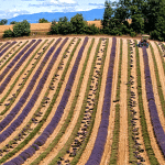 Où voir la lavande en Provence