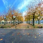 Autumn leaves fall from the trees on the round square, the only one in France at Fources in the Gers