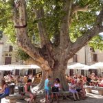 saint-guilhem-le-desert-150-year-old-tree-in-centre